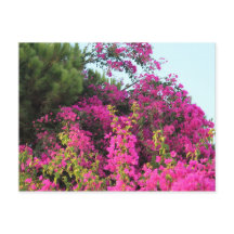Foto rosa brillante de Bougainvillea