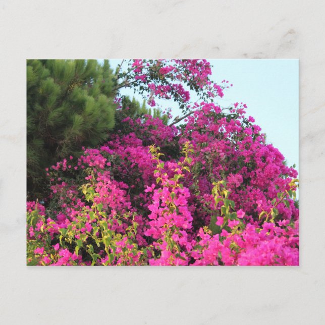 Postal Foto rosa brillante de Bougainvillea (Anverso)