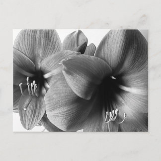 Postal Foto Saludo de Dos Flores de Amarilis