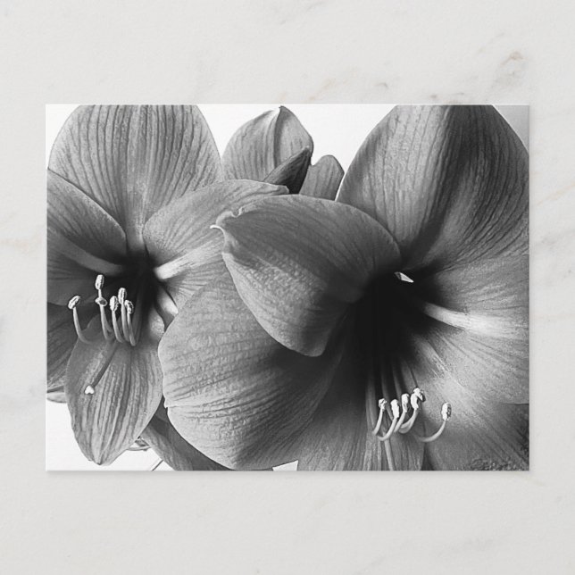 Postal Foto Saludo de Dos Flores de Amarilis (Anverso)