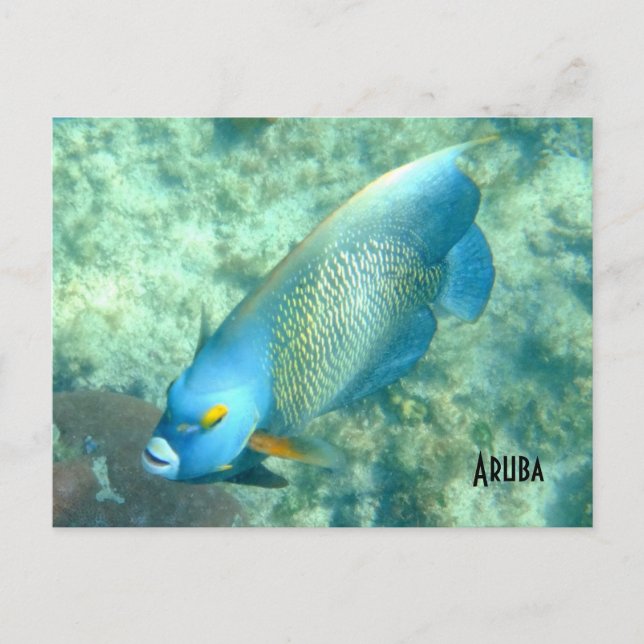 Postal Foto submarina de Aruba Fish (Anverso)