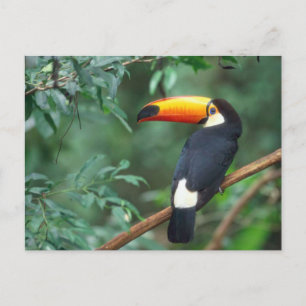 POSTAL FOTO TOCO TOUCAN COLOR COMPLETO