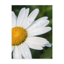 foto, une margueritte, versión de letra