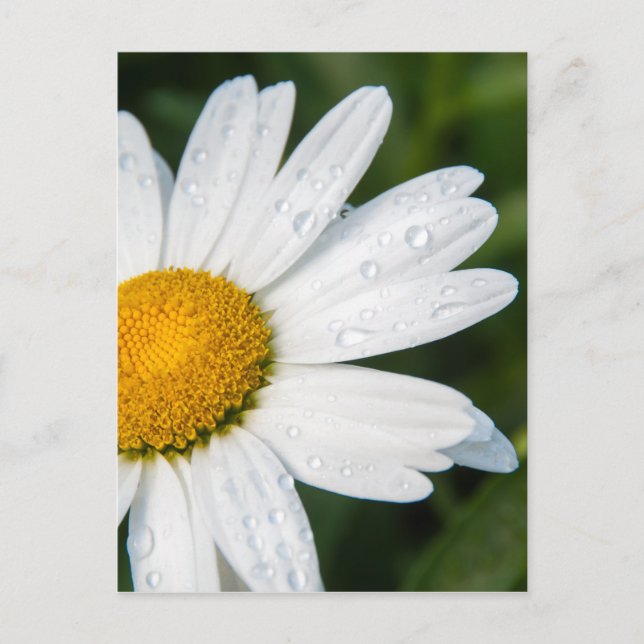 Postal foto, une margueritte, versión de letra (Anverso)