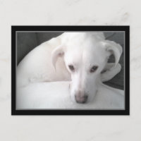 Foto única de perro de mezcla de labrador blanco