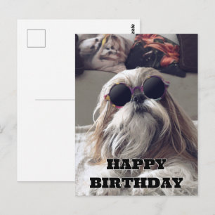 Postal Foto vintage de Cool Shih Tzu con pelo largo Cumpl