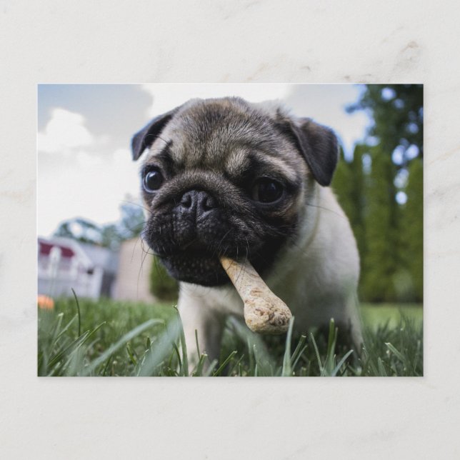 Postal Foto y nombre personalizados de perro de pug (Anverso)