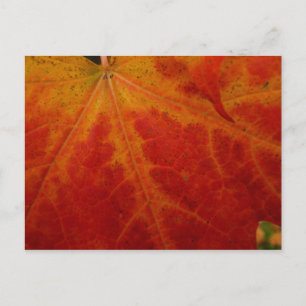 Postal Fotografía abstracta de la naturaleza otoñal de ho
