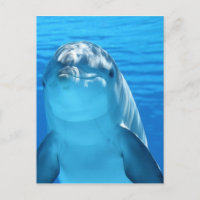 Fotografía amistosa de delfines
