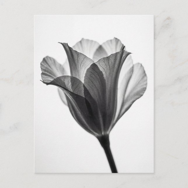 Postal Fotografía artística botánica monocroma (Anverso)