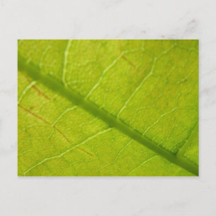 Postal Fotografía Botánica de Hojas Verdes de la Naturale