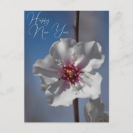 Postal Fotografía botánica floral de flores de almendra b