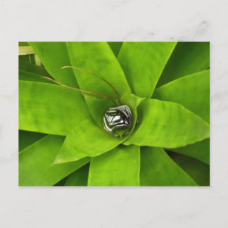 Postal Fotografía Botánica Verde Bromeliad
