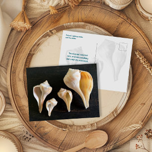 Postal Fotografía comparativa de conchas de caracol marin