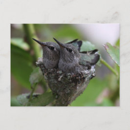 Postal Fotografía Cute Hummingbirds