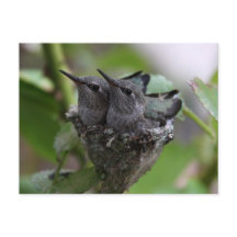 Fotografía Cute Hummingbirds
