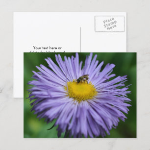 Postal Fotografía de abeja en flor de margarita morada