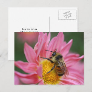 Postal Fotografía de abeja en flor de margarita rosa