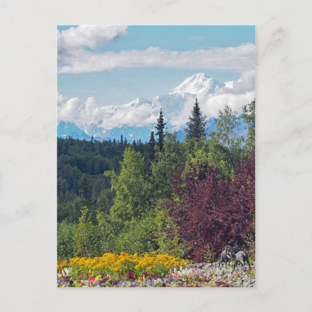 Postal Fotografía de Alaska Denali Landscape (Anverso)