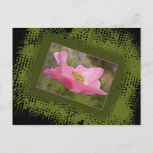 Postal Fotografía de amapola rosa bonita para toda ocasió