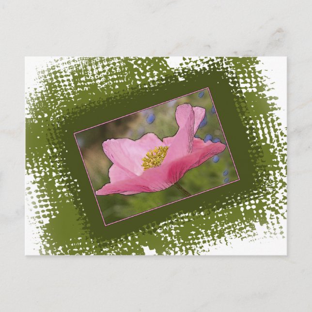 Postal Fotografía de amapola rosa bonito (Anverso)
