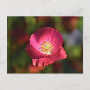 Postal Fotografía de amapola rosa en el sol