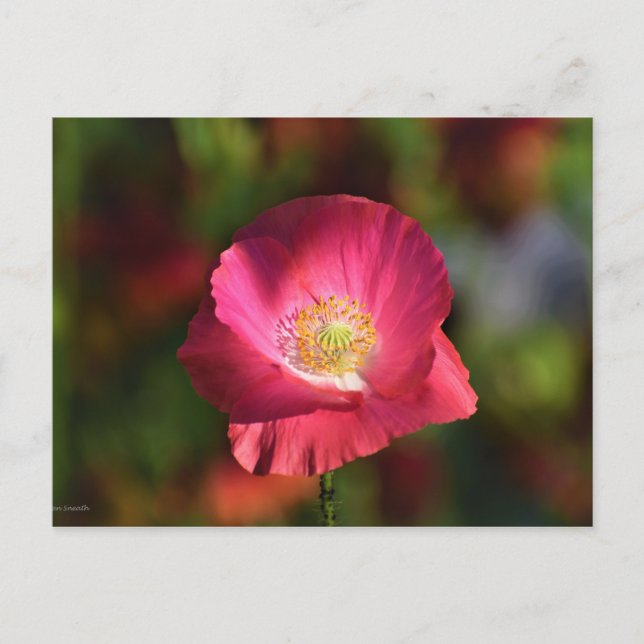 Postal Fotografía de amapola rosa en el sol (Anverso)
