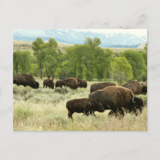 Postal Fotografía de animales de la naturaleza de Wyoming