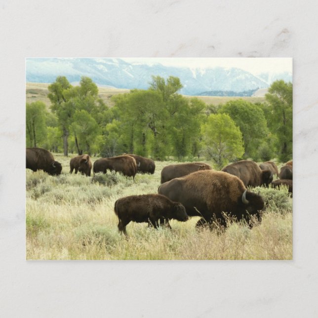 Postal Fotografía de animales de la naturaleza de Wyoming (Anverso)