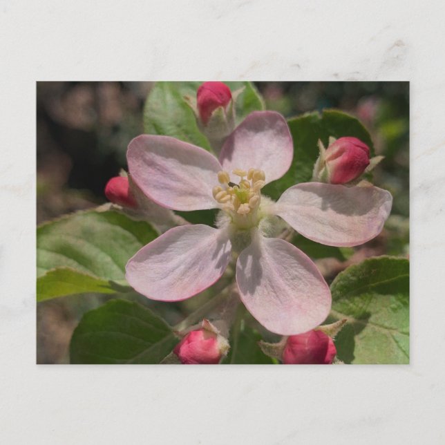 Postal Fotografía de Apple Blossom de 5 estrellas (Anverso)