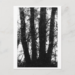 Postal Fotografía de árboles - Arden