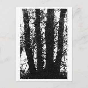 Postal Fotografía de árboles - Arden