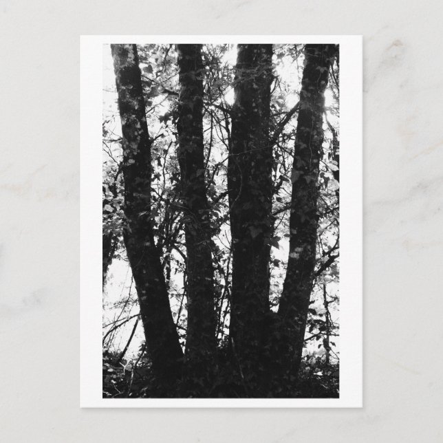 Postal Fotografía de árboles - Arden (Anverso)