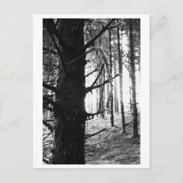 Postal Fotografía de árboles - Druantia