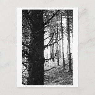 Postal Fotografía de árboles - Druantia