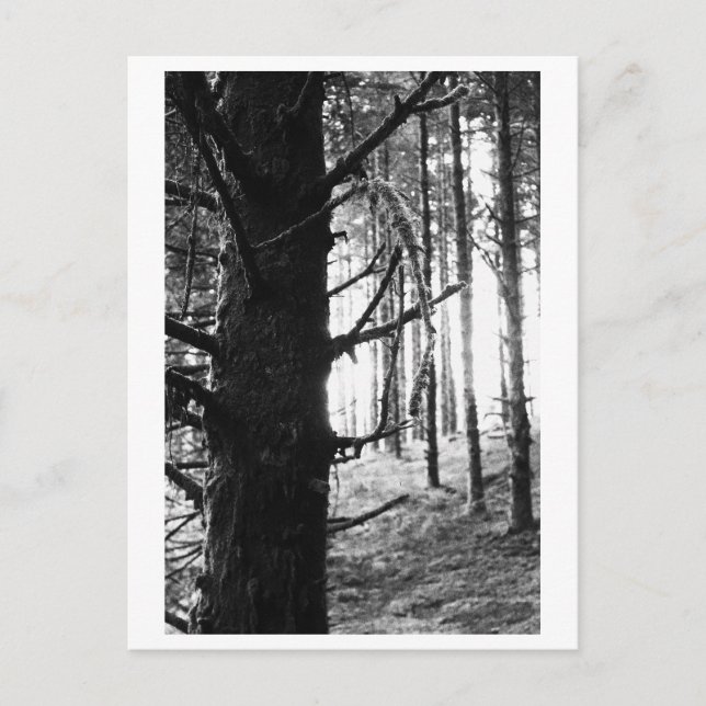 Postal Fotografía de árboles - Druantia (Anverso)