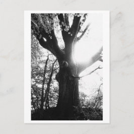 Postal Fotografía de árboles - Elanie
