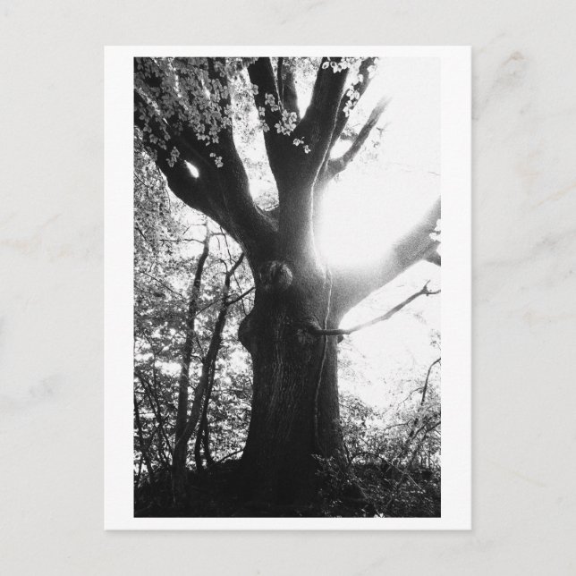 Postal Fotografía de árboles - Elanie (Anverso)