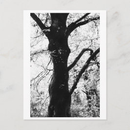 Postal Fotografía de árboles - Ilana