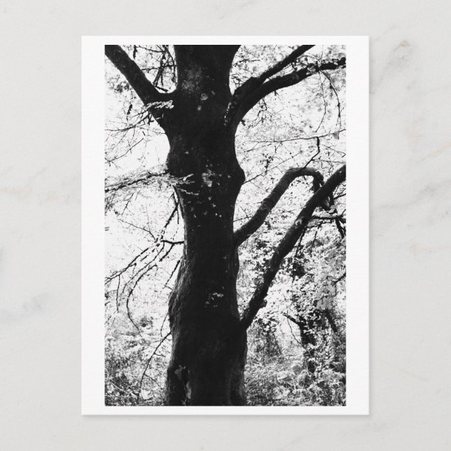 Postal Fotografía de árboles - Ilana (Anverso)