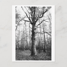 Postal Fotografía de árboles - Keith