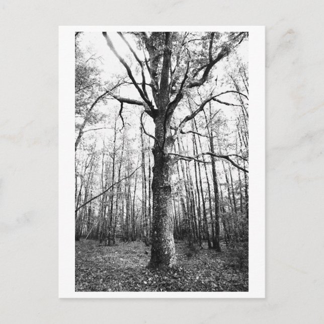 Postal Fotografía de árboles - Keith (Anverso)