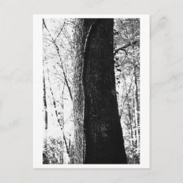 Postal Fotografía de árboles - Leñoso