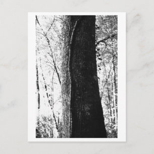 Postal Fotografía de árboles - Leñoso
