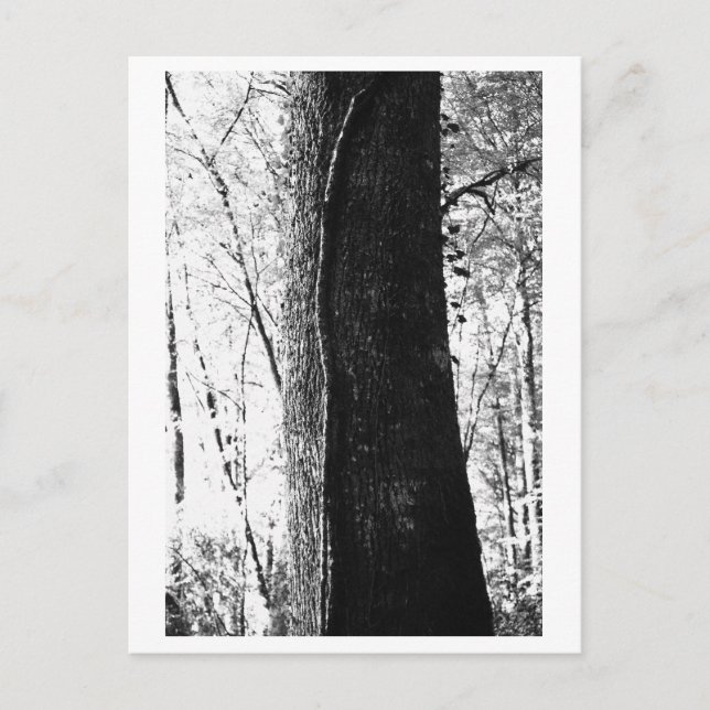 Postal Fotografía de árboles - Leñoso (Anverso)