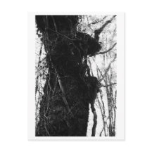 Fotografía de árboles - Moriko
