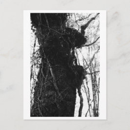 Postal Fotografía de árboles - Moriko