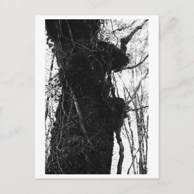 Postal Fotografía de árboles - Moriko (Anverso)