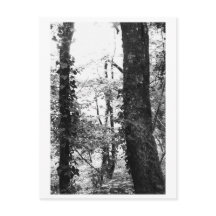 Fotografía de árboles - Nikki