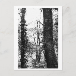 Postal Fotografía de árboles - Nikki